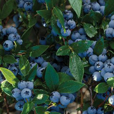 Jersey Blueberry